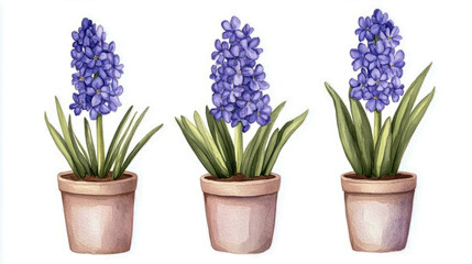Watercolor purple hyacinths in terracotta pots trio