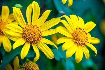 Wild Sunflowers with yellow petals and orange center on a thin green stem growing in front of a nature blurry background