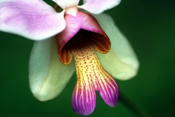 purple orchid flower