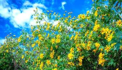 Blooming Tree marigold, Mexican sunflower, Japanese sunflower or wild sunflowers (Helianthus tuberosus). Macro close up of tall flowers isolated on blue sky.
