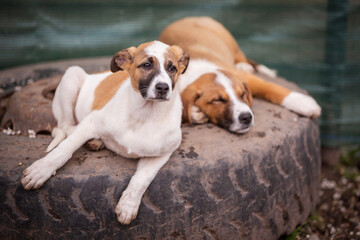 Dogs with sad eyes in shelter for adoption