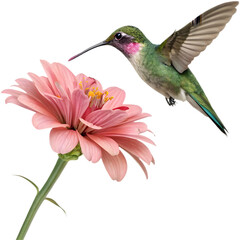 Adorable cartoon hummingbird clipart, perfect for adding charm to any design.