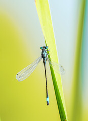 Blue dragonfly in nature. Insect close-up.

