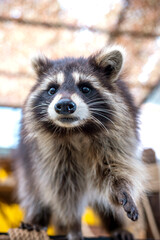 Common raccoon in a zoo, Raccoon are a native North American mammal. This is the largest species in the Raccoon family