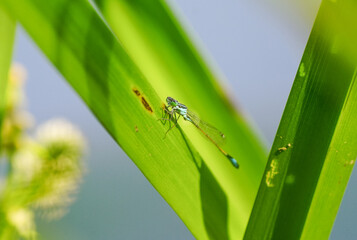 Blue dragonfly in nature. Insect close-up.

