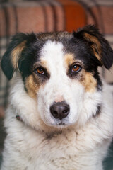 Dog with sad eyes in shelter for adoption