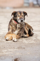 Dog with sad eyes in shelter for adoption