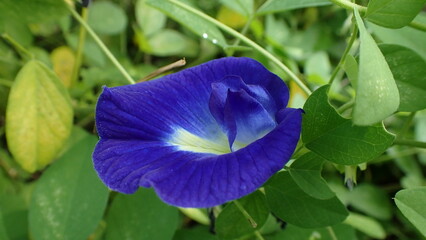 Clitoria ternatea flower, species of plant originally from Indonesian island of Ternate