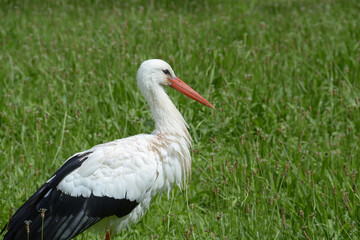 Cigogne blanche