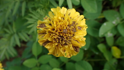 Tagetes erecta, the Aztec marigold, Mexican marigold, big marigold, cempaxochitl or cempasúchil is a species of flowering plant in the genus Tagetes