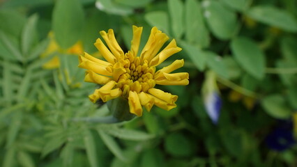 Tagetes erecta, the Aztec marigold, Mexican marigold, big marigold, cempaxochitl or cempasúchil is a species of flowering plant in the genus Tagetes