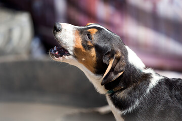 Half-face portrait of barking dog