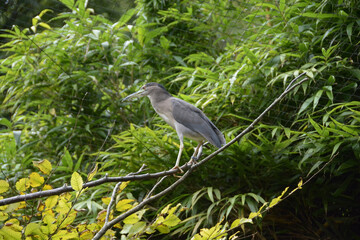 Grue de paradis