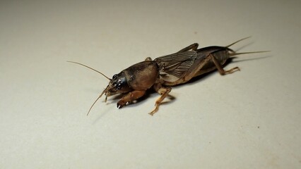 For the insect commonly known as the European mole cricket