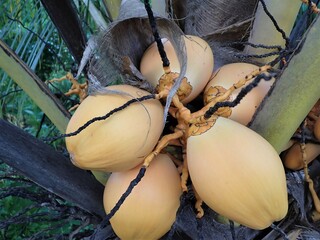 The coconut fruit (Cocos nucifera) is a member of the palm tree family (Arecaceae)