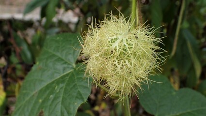 Passiflora foetida Also called Passiflora foetida, stinking passionflower, wild maracuja, bush passion fruit with a natural background. It used to treatment for itching and coughs.