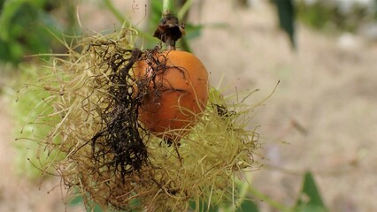Passiflora foetida Also called Passiflora foetida, stinking passionflower, wild maracuja, bush passion fruit with a natural background. It used to treatment for itching and coughs.