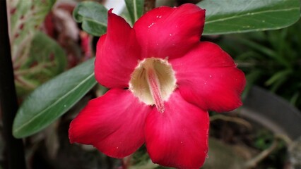 Adenium obesum is grown as a houseplant in temperate and tropical regions. Numerous hybrids have been developed. Adeniums are appreciated for their colorful flowers and unusual thick caudices. 