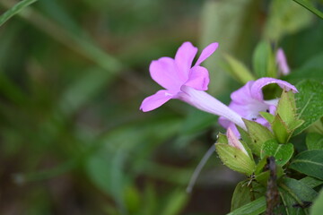 Barleria cristata flower. Its other names  Philippine violet, bluebell barleria and  crested Philippine violet. This is a plant species in the family Acanthaceae. 