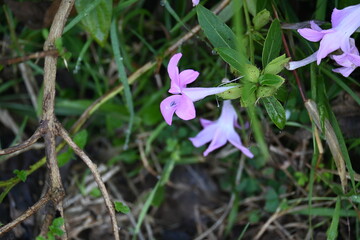 Barleria cristata flower. Its other names  Philippine violet, bluebell barleria and  crested...