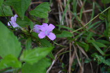 Barleria cristata flower. Its other names  Philippine violet, bluebell barleria and  crested...