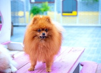 Red pomeranian in domesticated house. They are very friendly and good excessively should choose as pets in your home to close to children