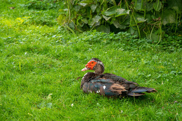 wild duck sitting on green grass