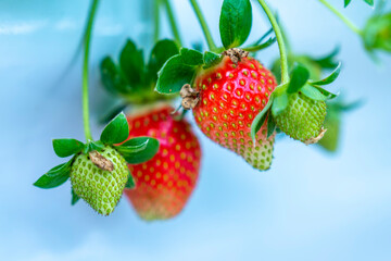 Red ripe strawberries on the rack in the garden. This fruit is rich in vitamin C and minerals beneficial to human health