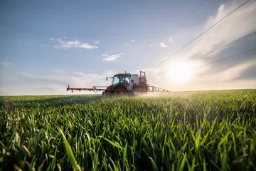 Tractor spraying wheat in field © Vesna