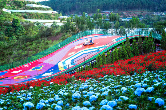 Flower garden viewed from above with many purple lavender flowers, Scarlet Sage, chrysanthemum in the eco-tourism area attracts visitors near Da Lat, Vietnam.