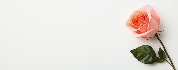 Pastel rose concept. A delicate pink rose with green leaves against a simple white background.