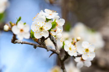 apple blossom spring flowers