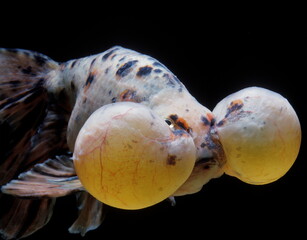 CARATIUS AURATUS - YEUX BULLES