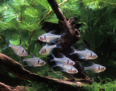 Tetra fantome - poisson d'aquarium