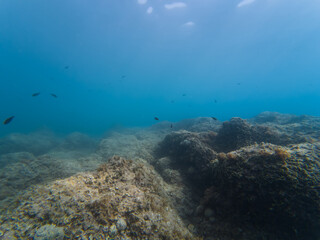Underwater world of the French Riviera.