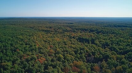 Aerial View forest idea. Aerial view of lush green forest with diverse trees under a clear blue sky.