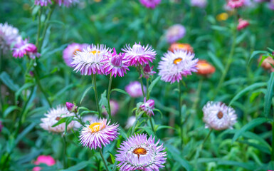 Beautiful Strawflower in the garden.