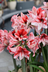 Beautifully blooming red and white amaryllis flowers