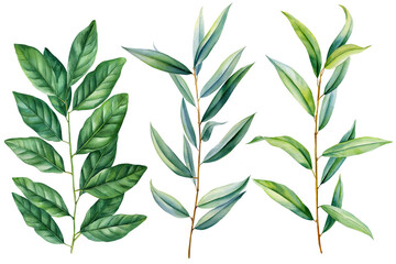 Leaves botanical watercolor illustration, eucalyptus branches, tropical foliage nature design isolated background plants © Hanna