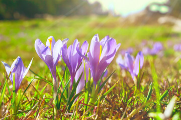 Blooming crocuses spring flowers and sun beam