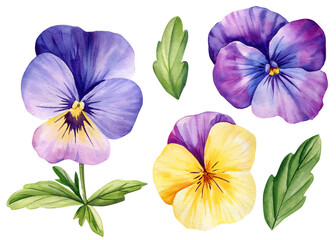 Pansy watercolor set flowers, spring blooms, botanical illustration, vibrant petals, isolated hand-painted floral art