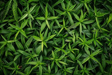 Obraz premium Close up view of vibrant green leaves forming a dense, textured natural background, ideal for nature themed projects