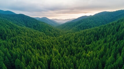 Obraz premium Aerial View forest idea. Breathtaking aerial view of lush green forests under a cloudy sky during sunset.
