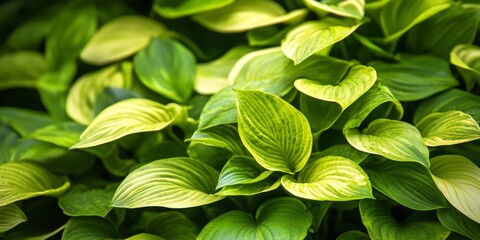 Fototapeta premium Lush green bush Hosta displays stunning Hosta leaves, creating a beautiful Hosta leaves backdrop ideal for landscaping and enhancing both parks and garden designs.