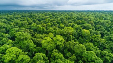 Aerial View forest idea. Aerial view of lush green forest under cloudy sky, showcasing nature's beauty and diversity.