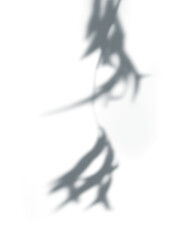 PNG Shadow of leaves, transparent background