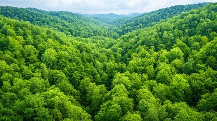 Aerial View forest idea. A lush green forest landscape showcasing nature's tranquility and vibrant biodiversity.