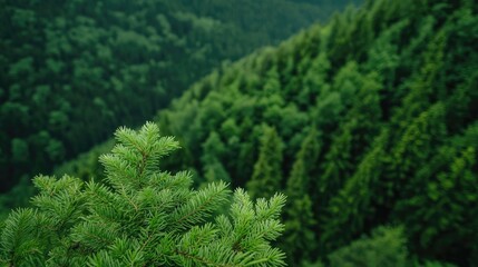 Aerial View forest idea. Lush green coniferous forest with soft needles and hills in the background.