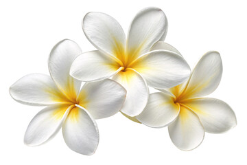 Delicate white plumeria flowers with golden-yellow centers, symbolizing purity and serenity in a minimalist arrangement, isolated on a transparent background