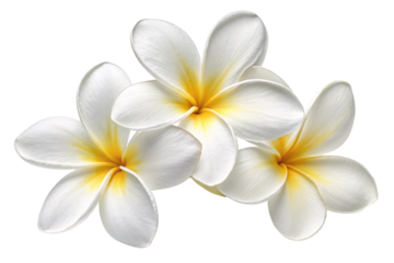 Delicate white plumeria flowers with golden-yellow centers, symbolizing purity and serenity in a minimalist arrangement, isolated on a transparent background